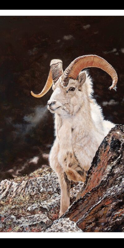 Dall Sheep18x24 Framed Original Artwork Dall_Sheep_18x24-Framed_Original_Artwork