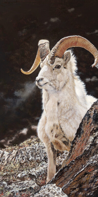 Dall Sheep