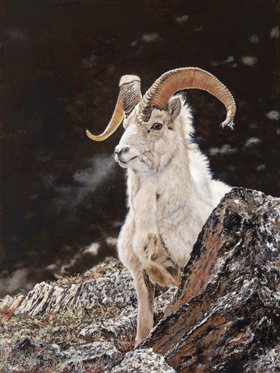 Dall Sheep