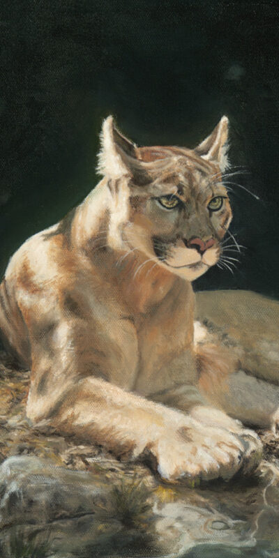 Mountain_Lion_Resting_in_Sunlight