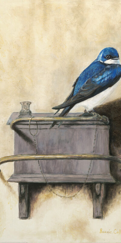 Little_Blue_Bird_Visiting_Friends