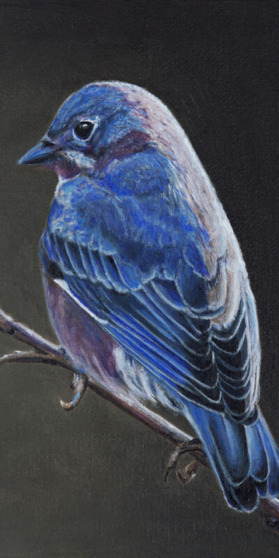 Mountain_Bluebird_10x8_Bonnies_Collins