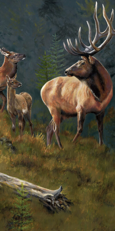 Proud_Parents_Wildlife