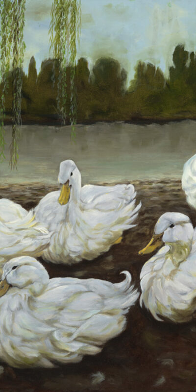 Slumbering_Ducks_by _he Willow